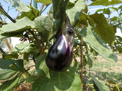 nasu