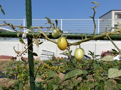 tomato